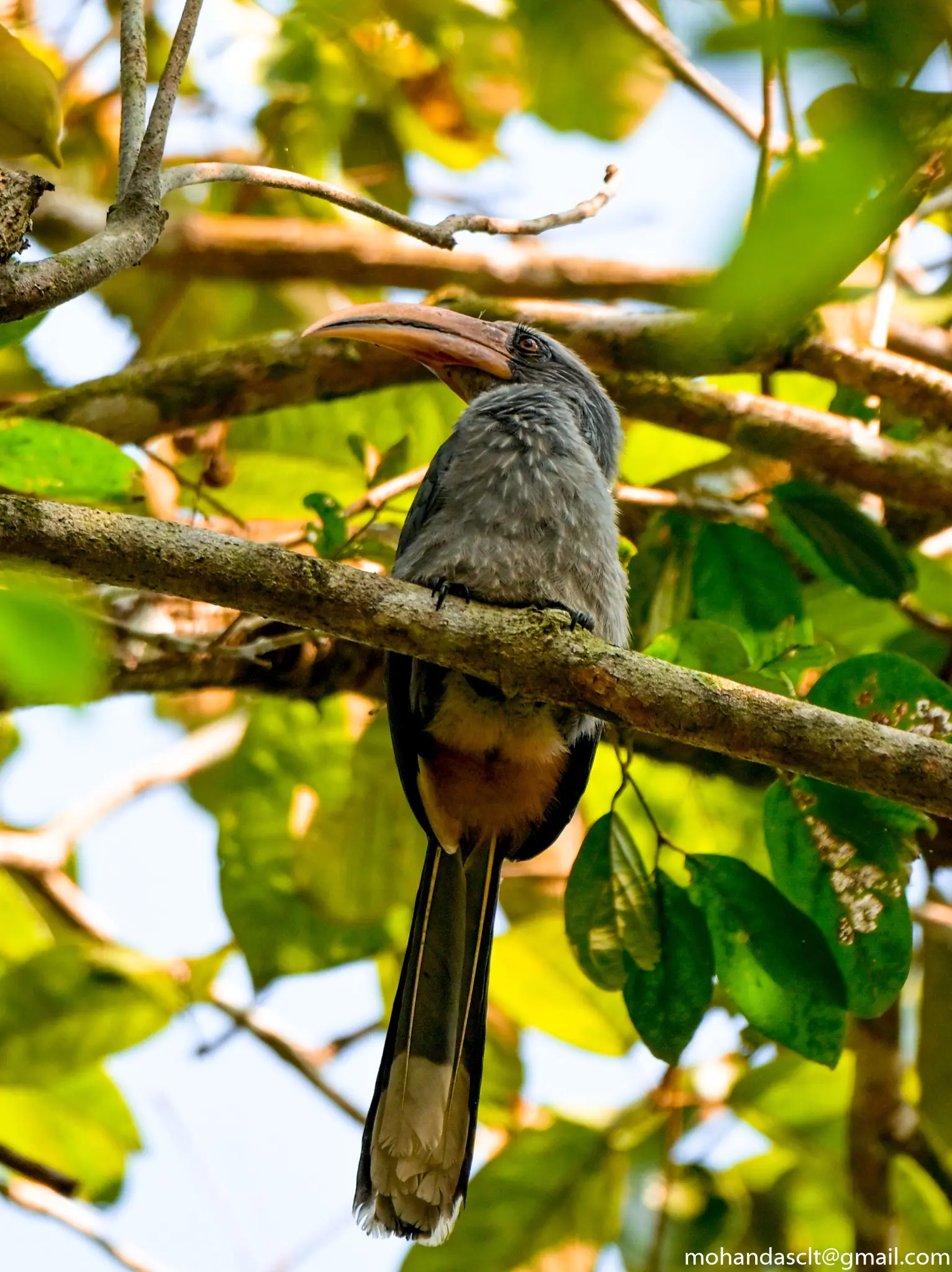 Malabar Grey Hornbill